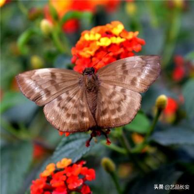 武侠问情录小米官方版下载